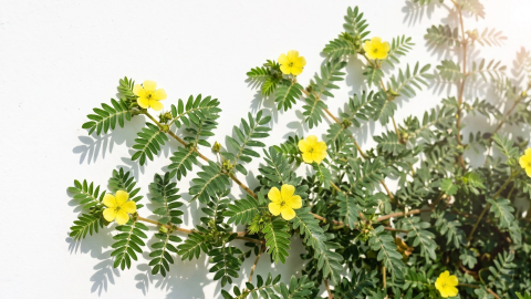 Objavte chuť do života s Tribulus terrestris